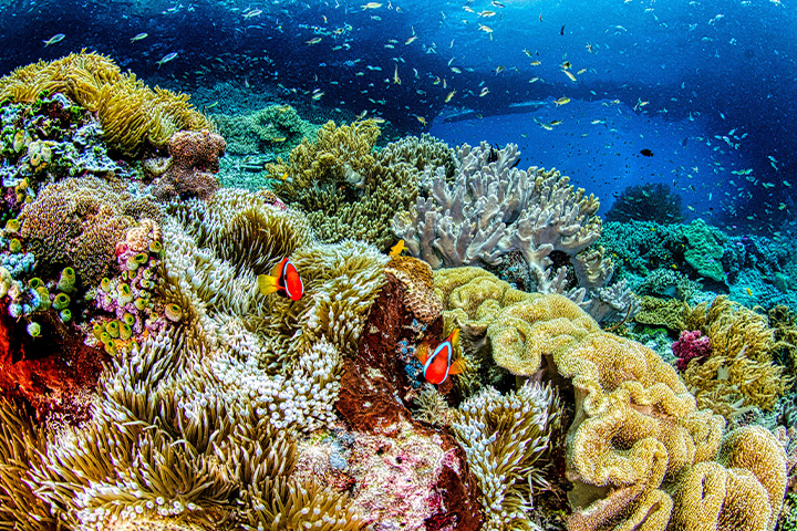 Soft corals and schooling fish