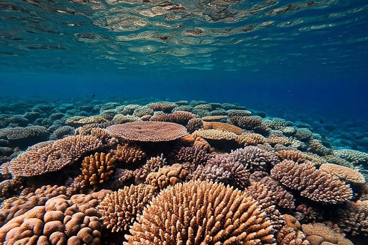Table coral