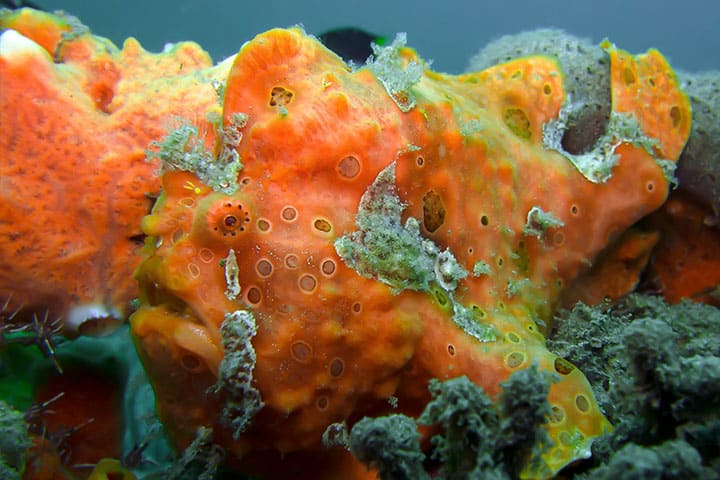 Frogfish