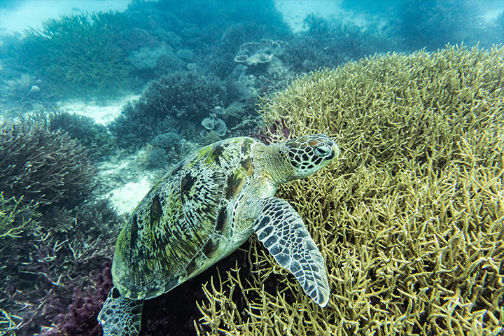 Turtles and coral reefs