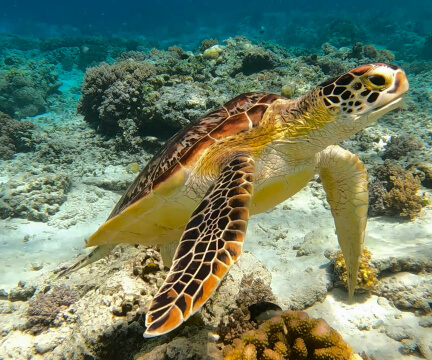 turtle-in-raja-ampat Turtle in raja ampat