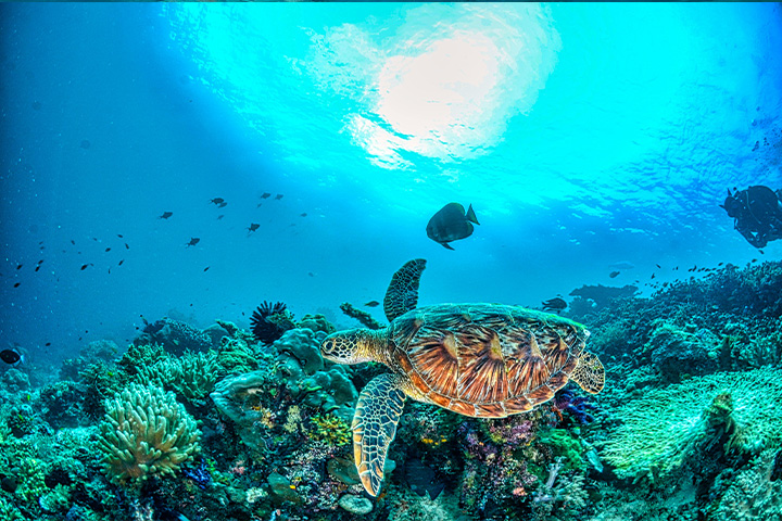 Turtles and coral reefs