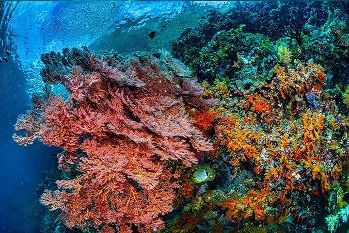 Coral reefs