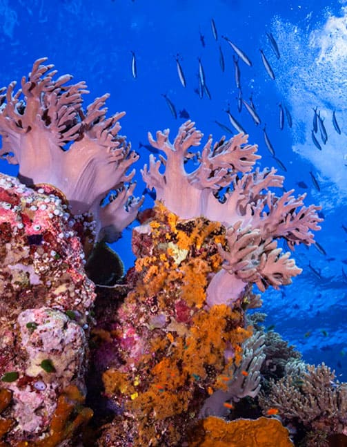 Underwater view with colorful coral reefs and small fish