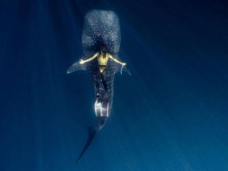 whale-shark