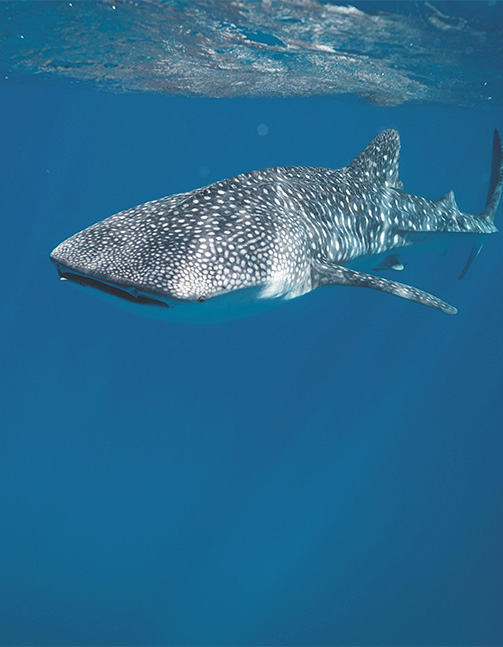 Whale shark