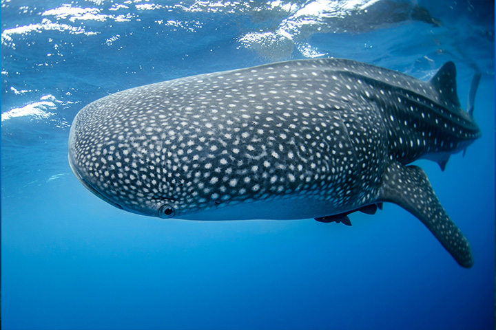 whale-shark Whale shark