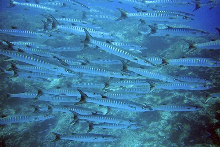 Barracuda fish