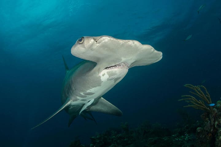 Hammerhead shark