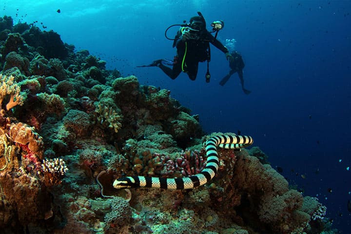 Diver exploring a coral reef with a sea snake