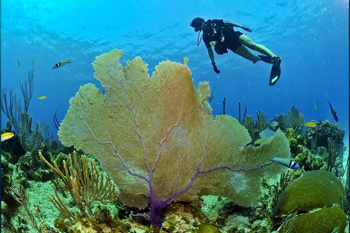 A diver exploring the coral reef under the sea