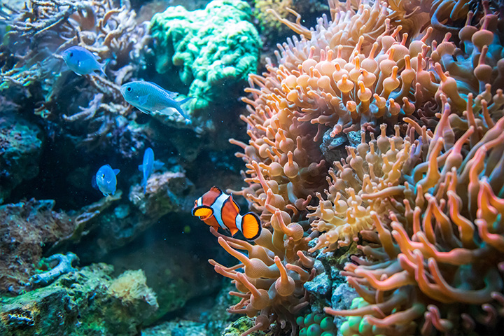 Anemone fish
