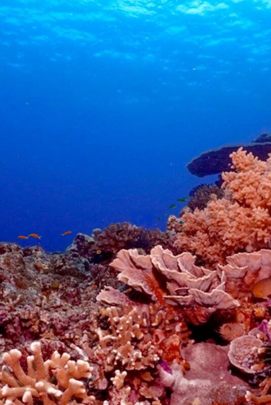 Coral reefs
