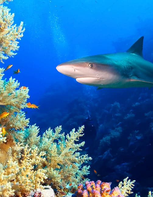 Shark