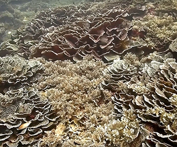 Diving in pristine and untouched coral reefs