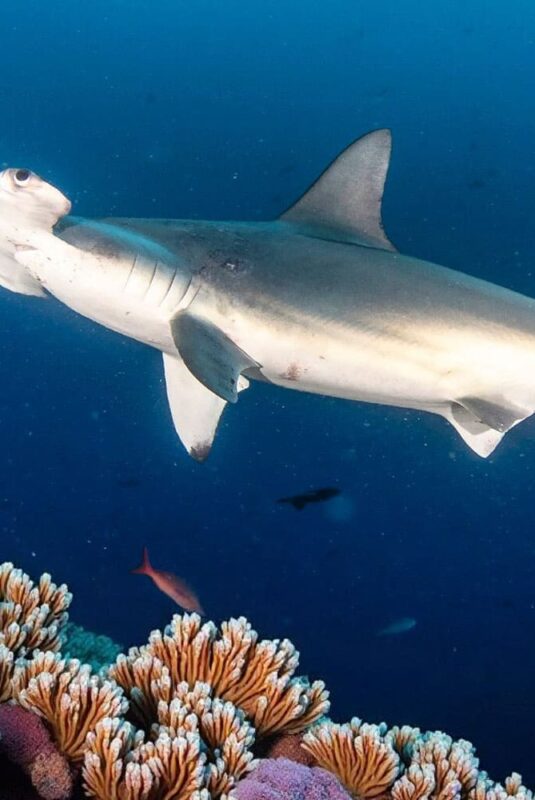 shark