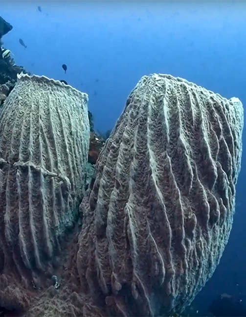 Sea sponge