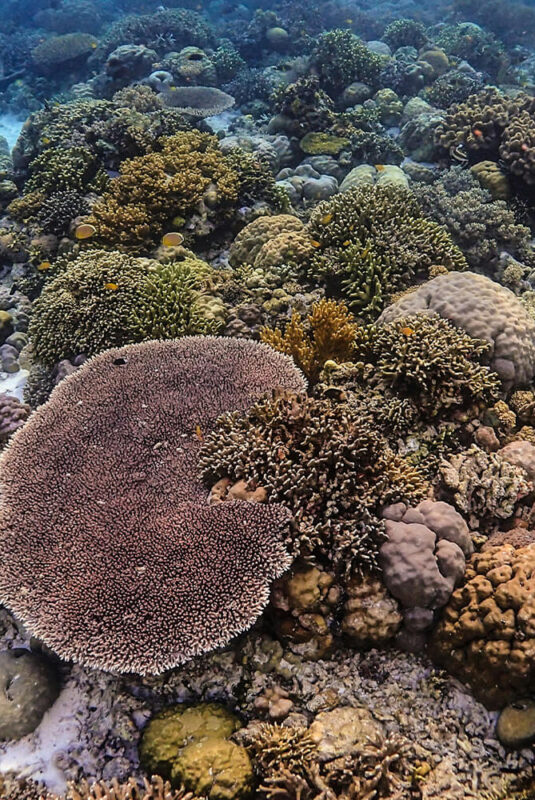 coral reefs