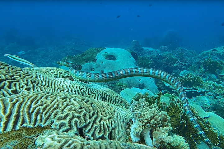 A sea snake on a coral reef