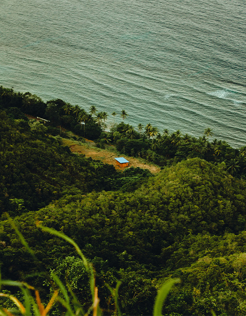 Mountain and forest in maluku