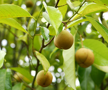 Nutmeg plantation