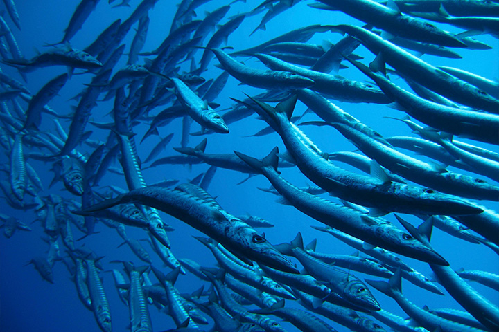 Barracuda fish