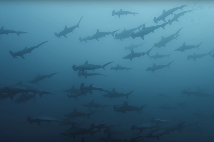 Schooling hammerhead sharks