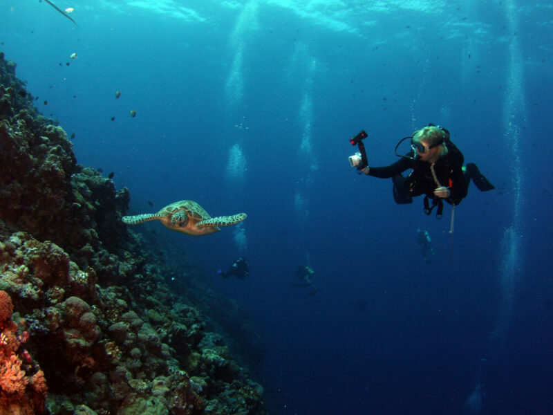 scuba-diver-sea-safari-6