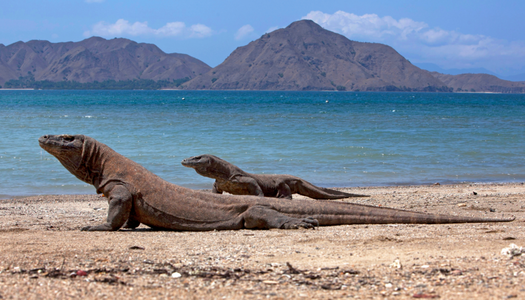 Komodo National Park