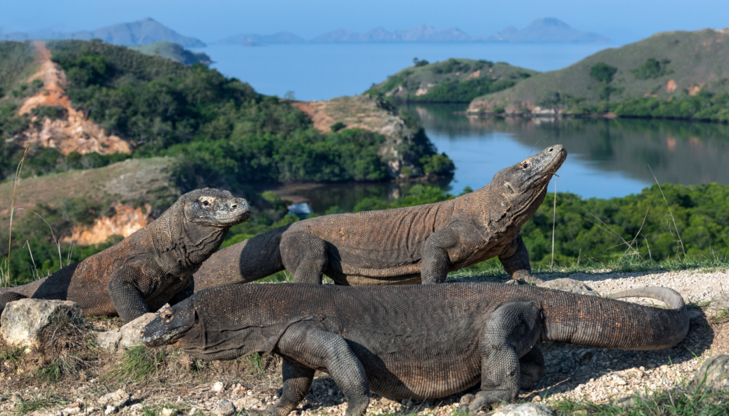 Komodo island