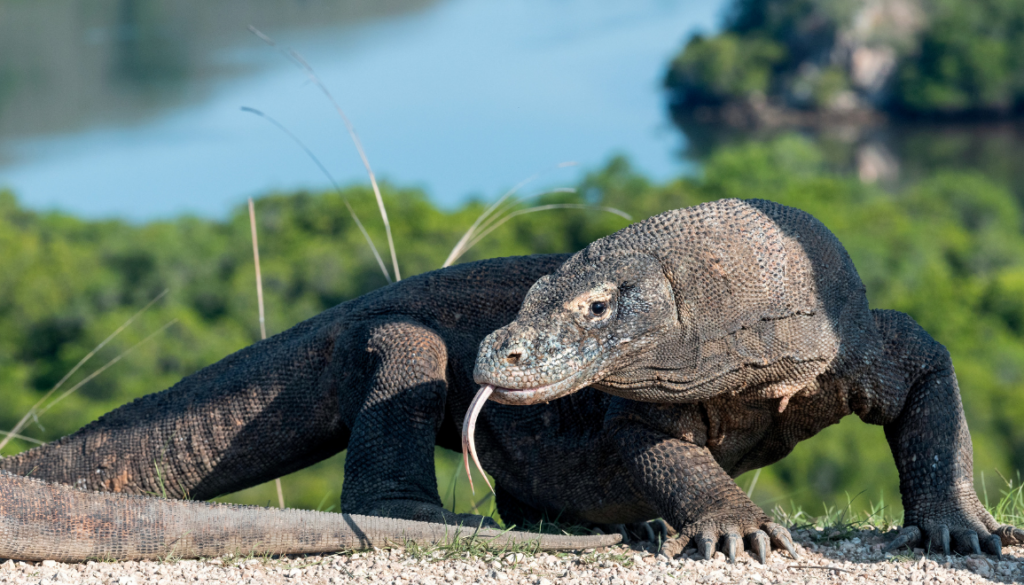 komodo