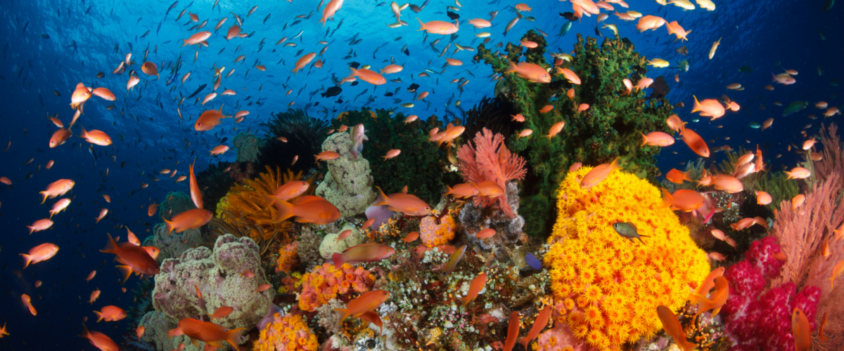 Liveaboard destinations