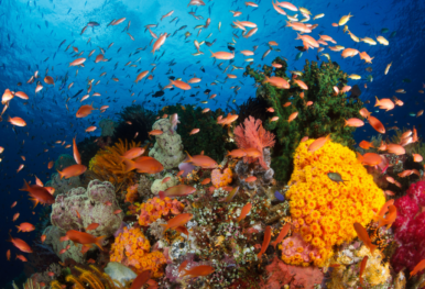 liveaboard destinations