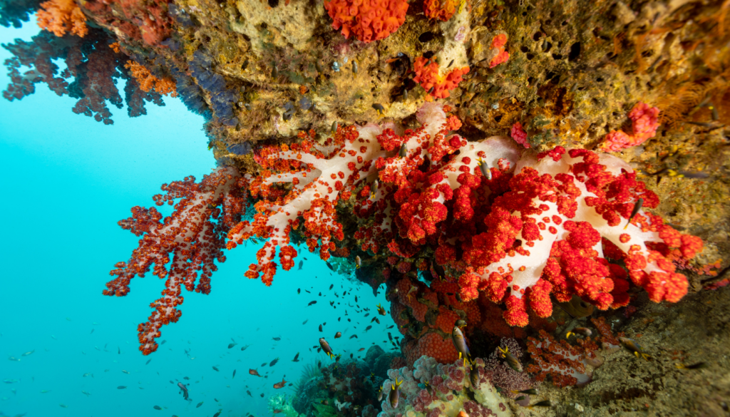 liveaboard destinations in indonesia