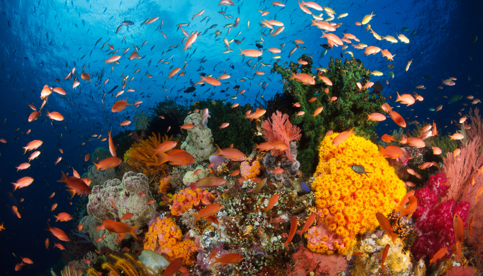 Liveaboard destinations