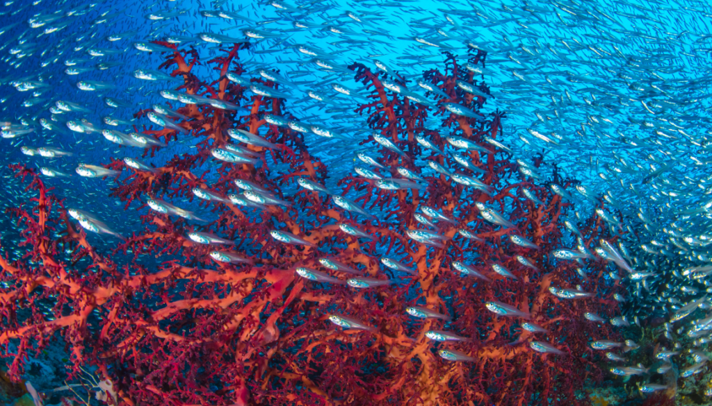 marine life