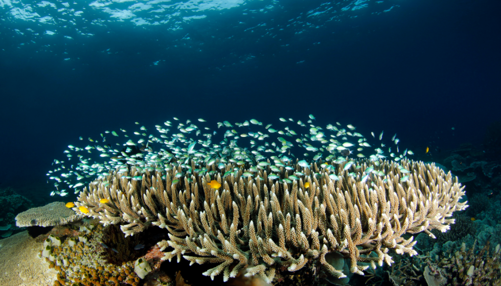 diving in raja ampat