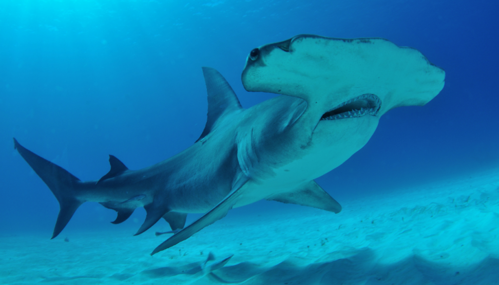 hammerhead shark in ring of fire