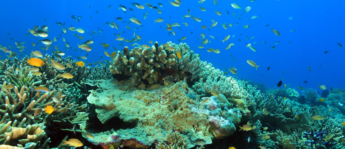 Indonesia liveaboard