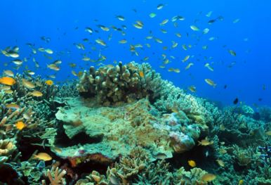 indonesia liveaboard