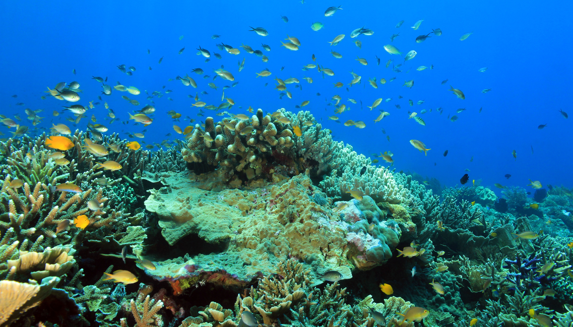 Indonesia liveaboard