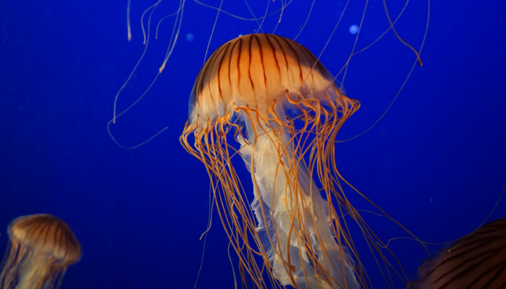 jellyfish