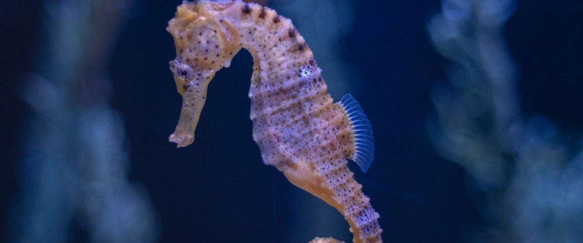 Kaimana