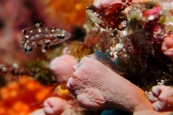 wakatobi liveaboard
