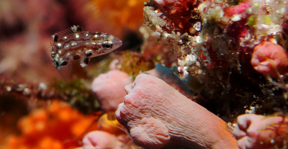 Wakatobi liveaboard