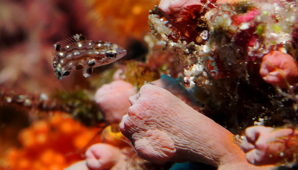Wakatobi liveaboard