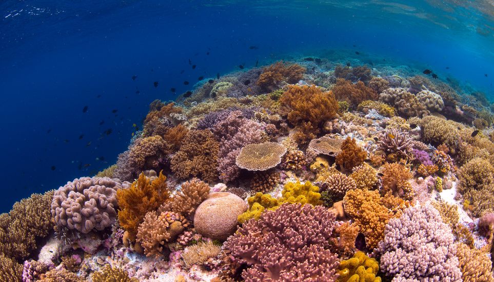 wakatobi