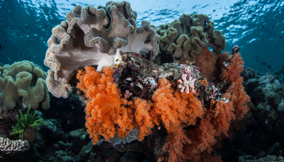 what makes wakatobi liveaboard special