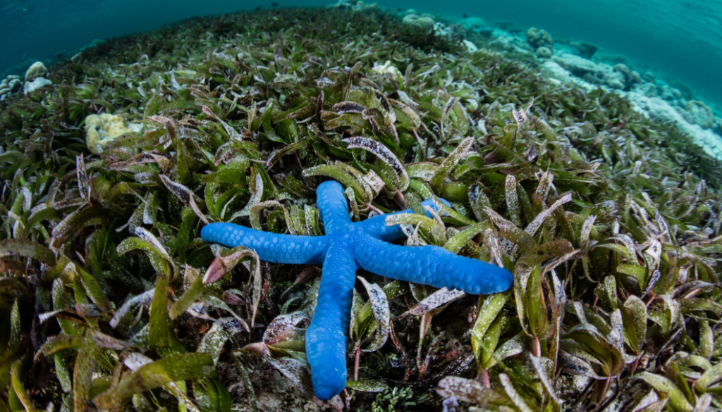 5 best dive spots in wakatobi