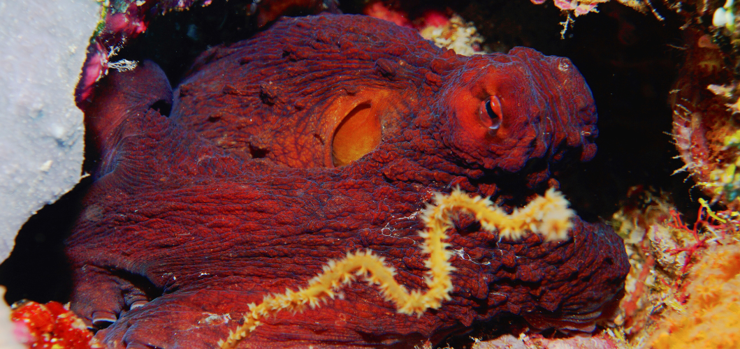 Best dive spots in wakatobi